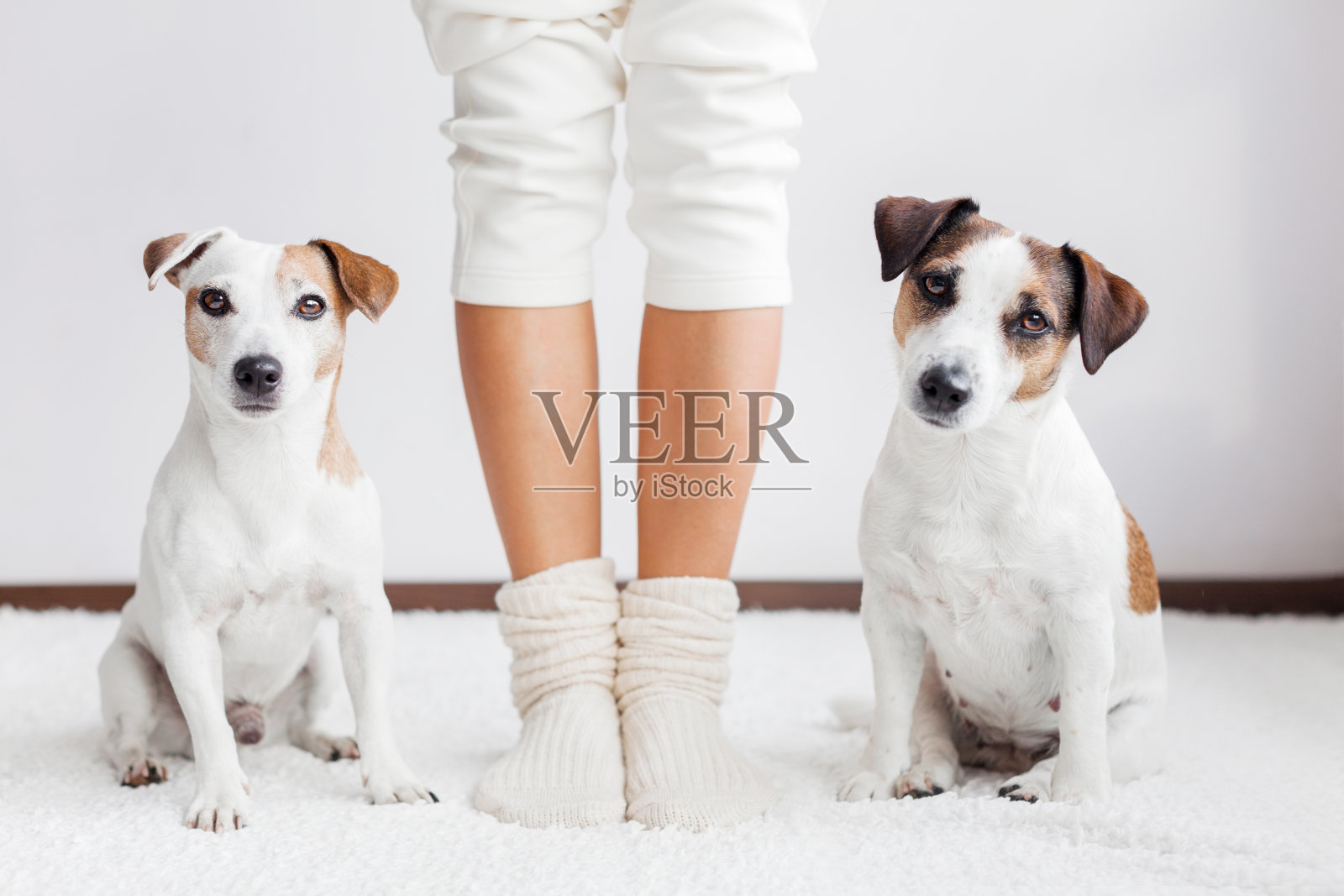 狗在柔软舒适的地毯在白色房间在家里照片摄影图片