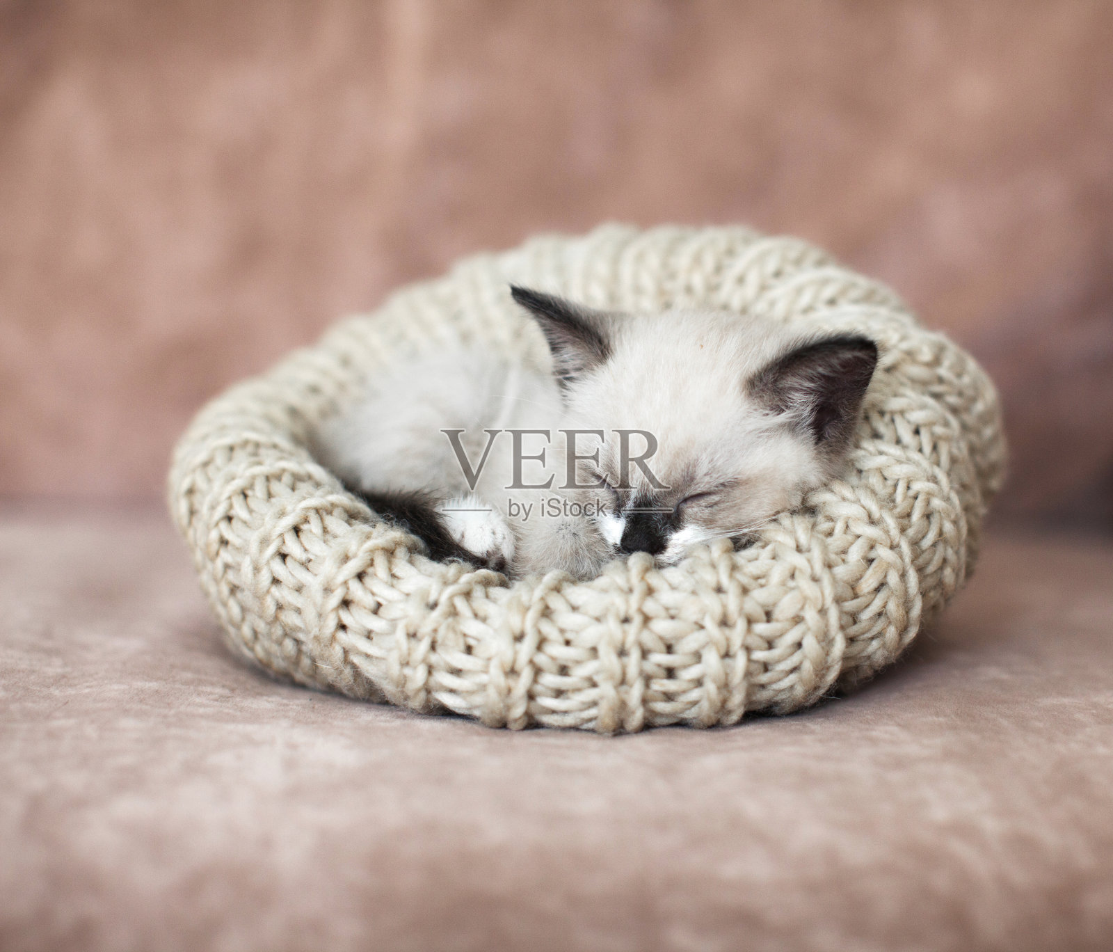 小猫睡在沙发上照片摄影图片