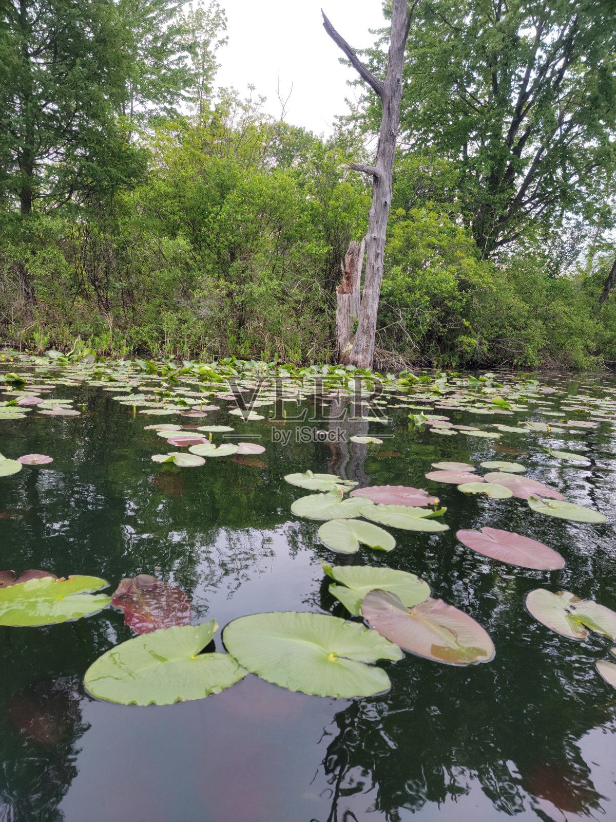 莉莉垫湖照片摄影图片