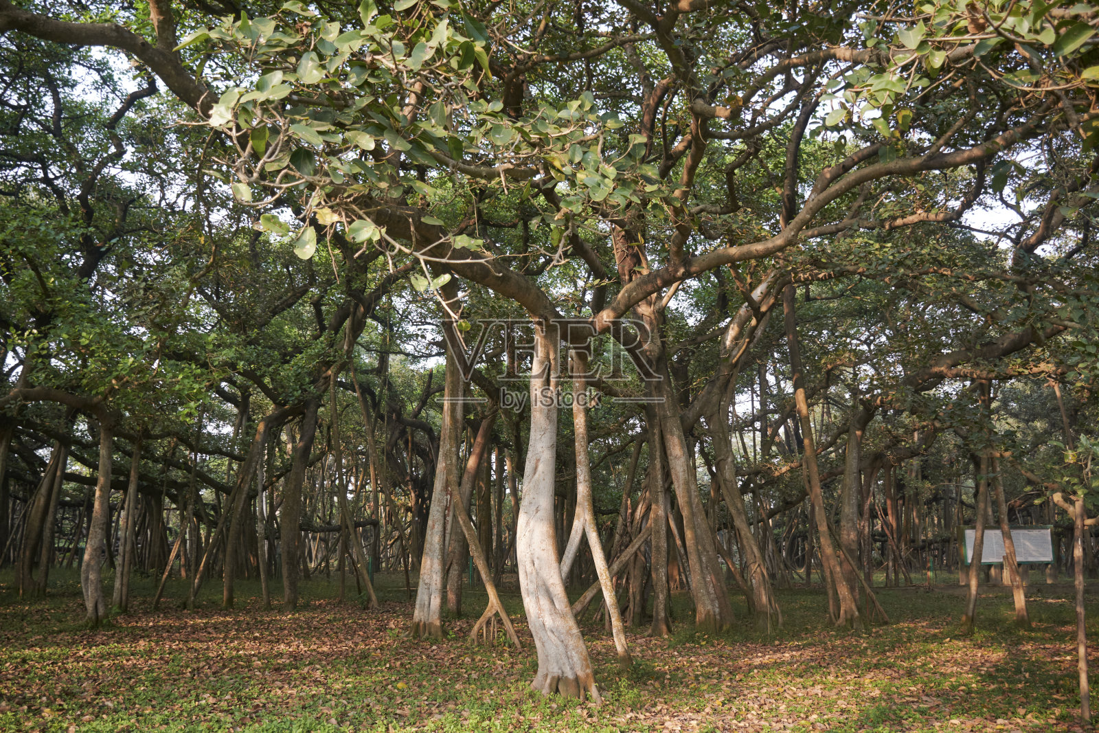 加尔各答的大榕树，位于豪拉的Shibpur植物园照片摄影图片