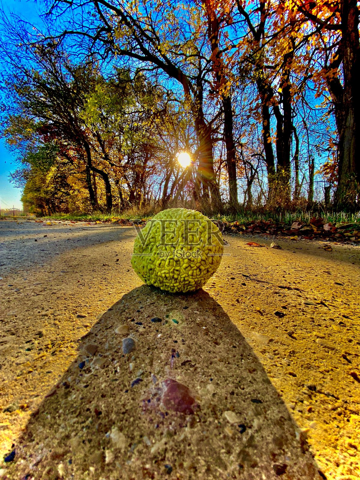 奇异的果实照片摄影图片