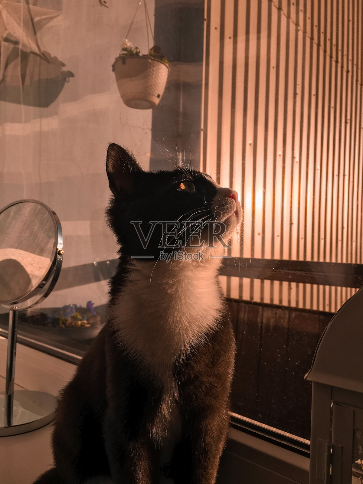 一只长着白色嘴巴的黑猫坐在窗台上，看着窗外的夕阳。照片摄影图片