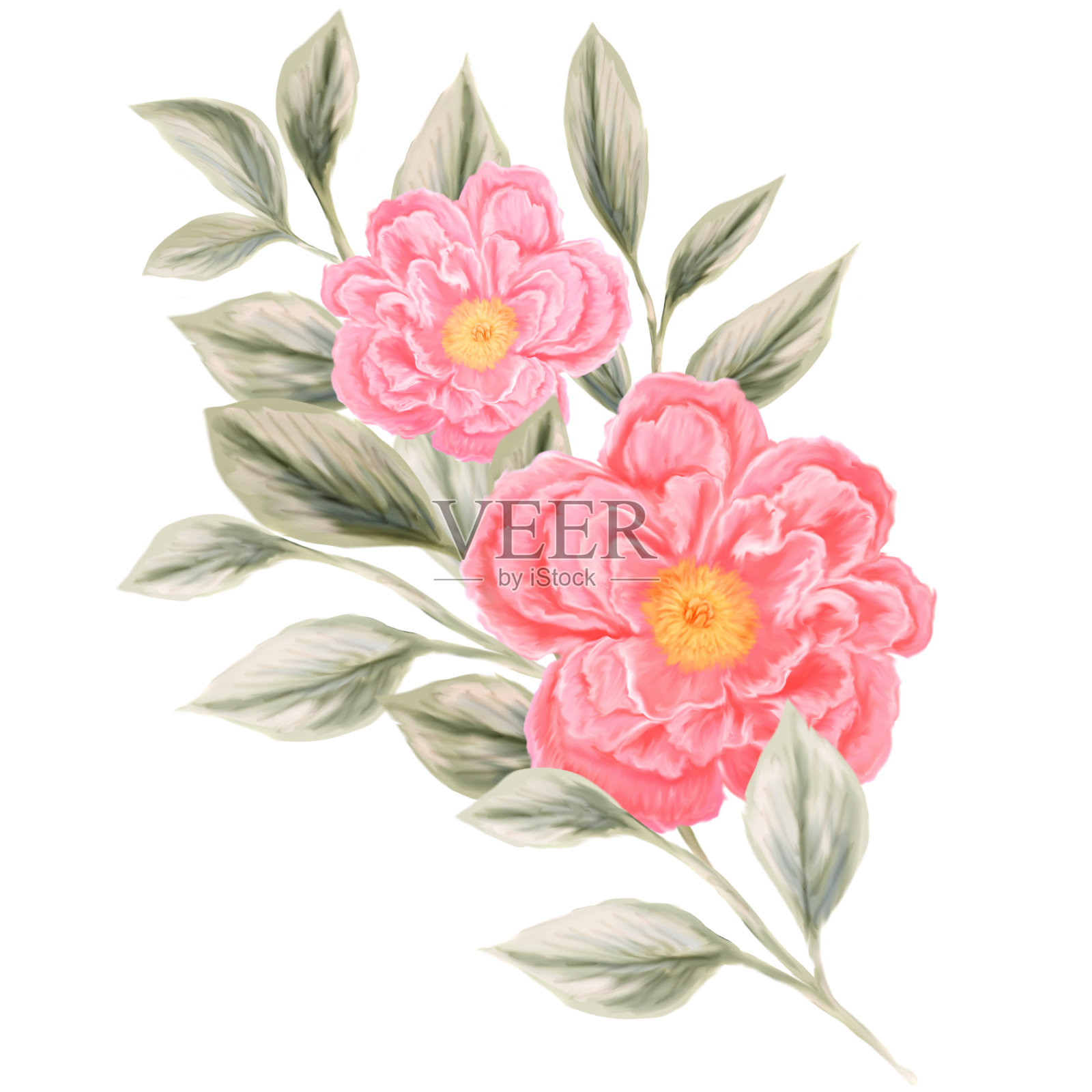 春天的花束。独立的植物插图设计请柬，贺卡。由粉色和白色的野花组成。插画图片素材