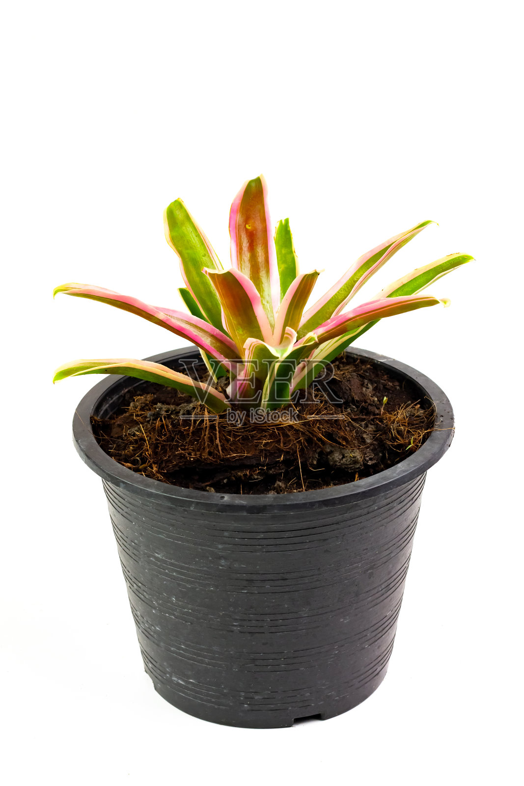 观赏植物树在黑色塑料花盆孤立在白色背景。照片摄影图片