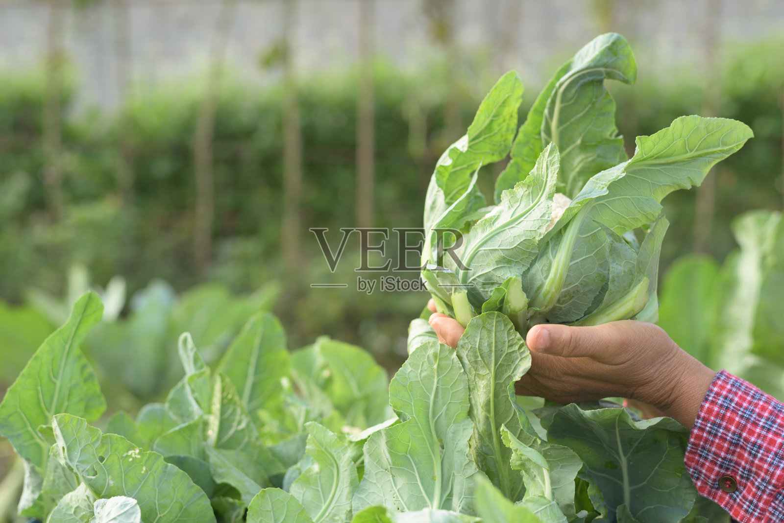 手握花椰菜在模糊的蔬菜背景照片摄影图片