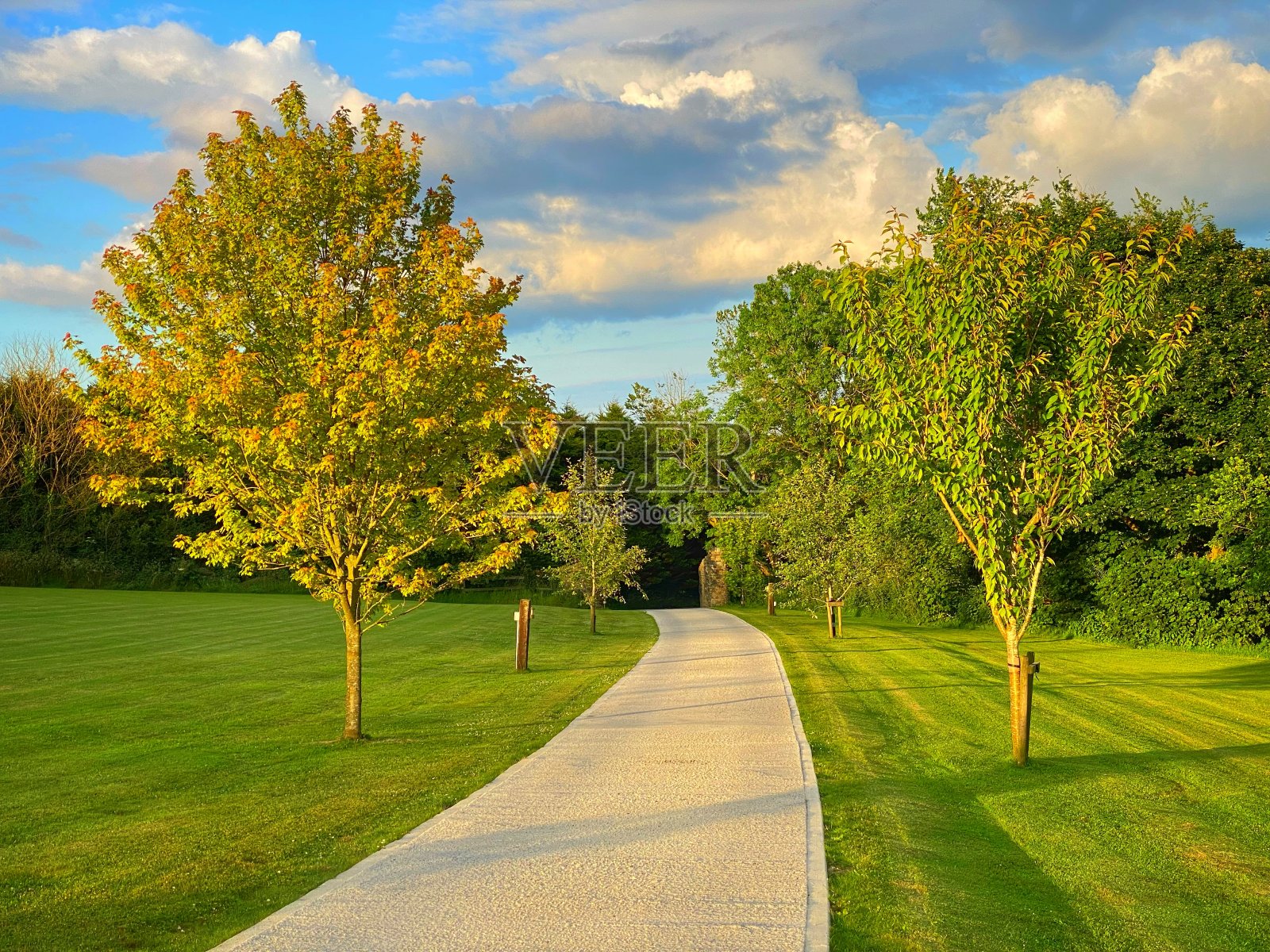 在夏日傍晚的阳光下，林荫大道两旁照片摄影图片