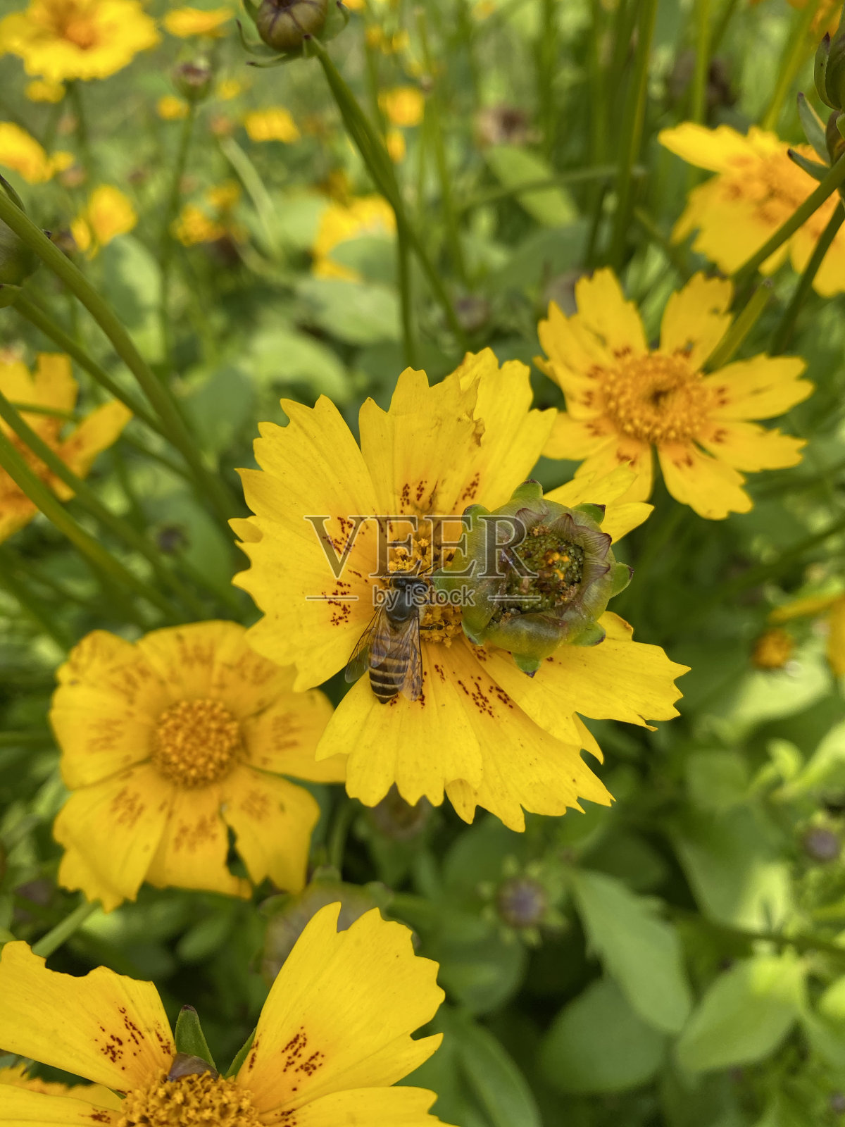昆虫调查黄色花盆万寿菊(金盏菊)花头的图像，观赏花园花边界，绿色的叶子背景，重点在前景照片摄影图片