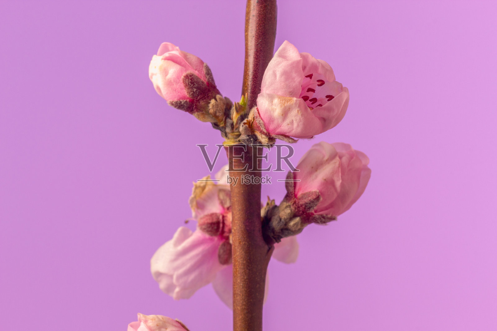 粉色背景下的桃花盛开照片照片摄影图片