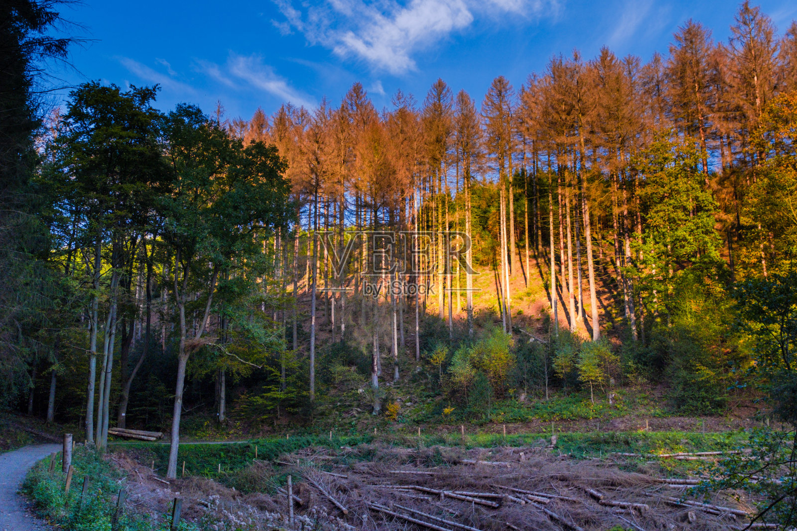 秋天在公园照片摄影图片