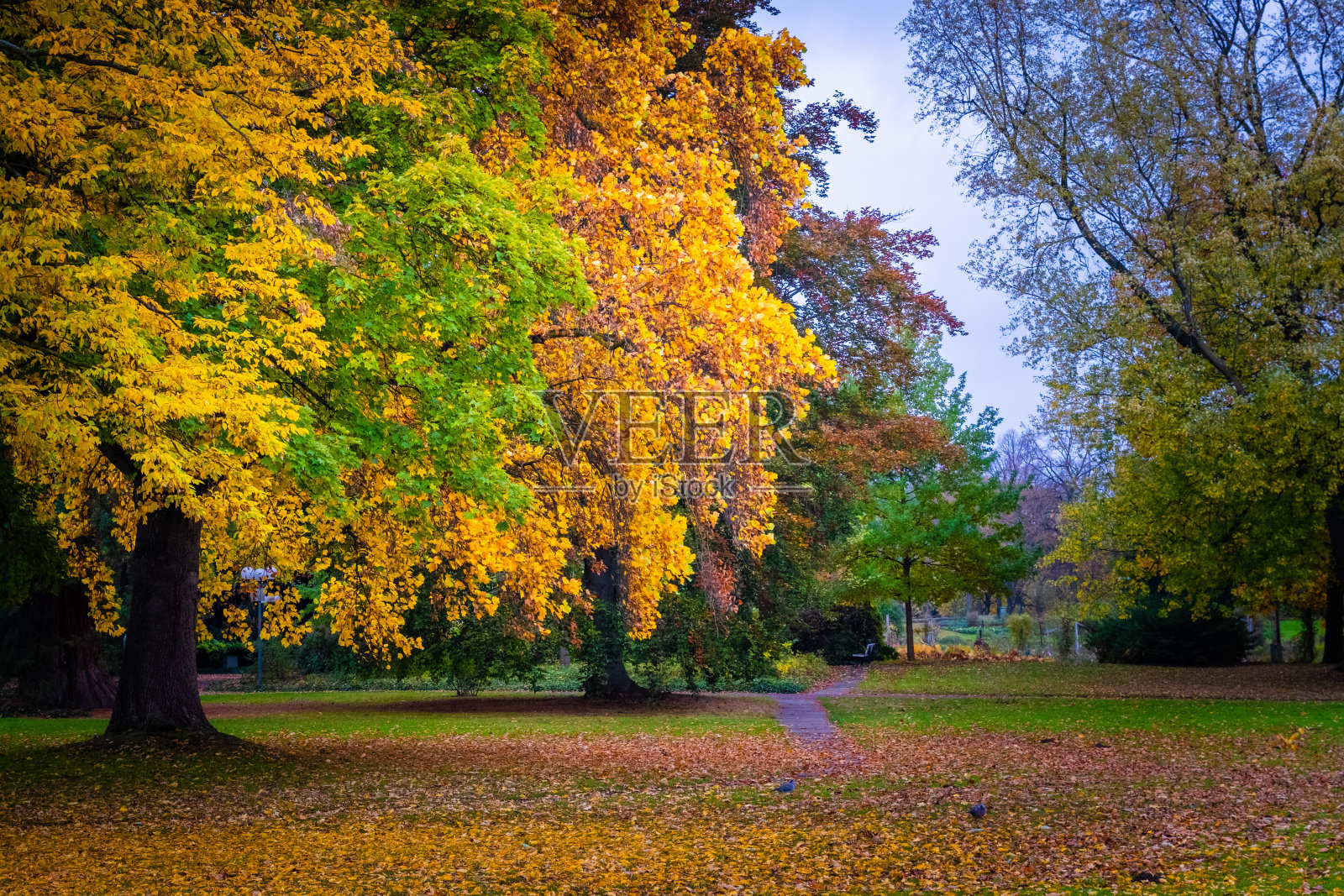 秋天在公园照片摄影图片