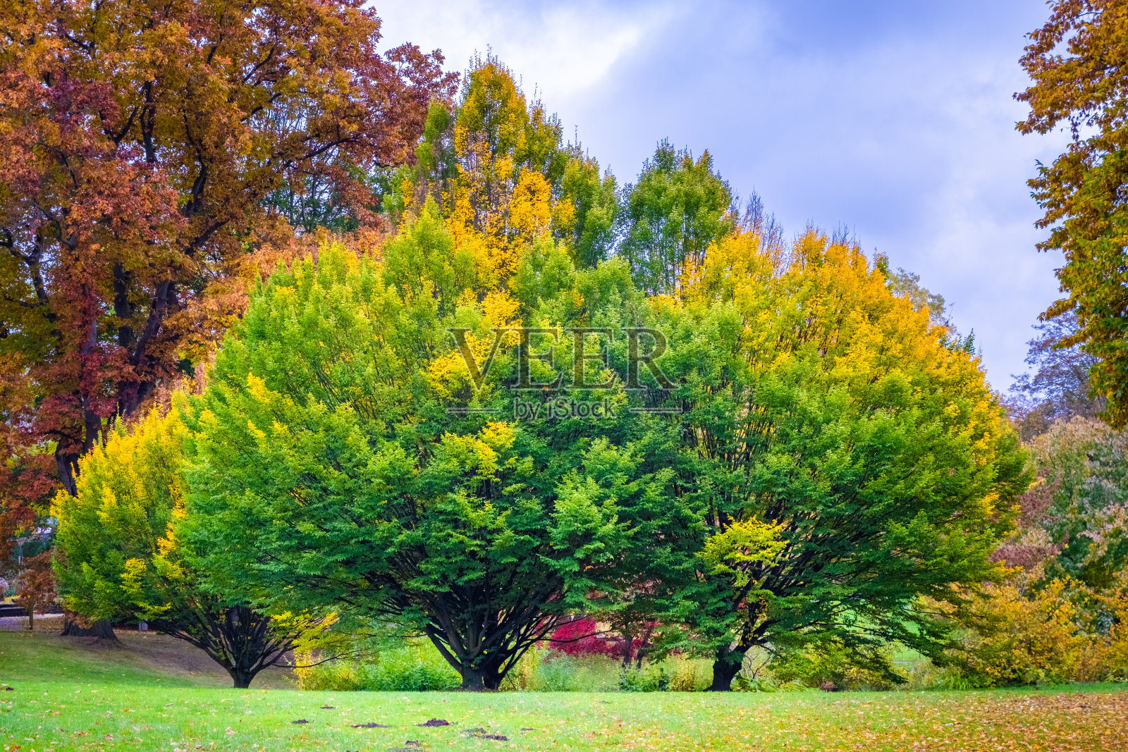 秋天在公园照片摄影图片