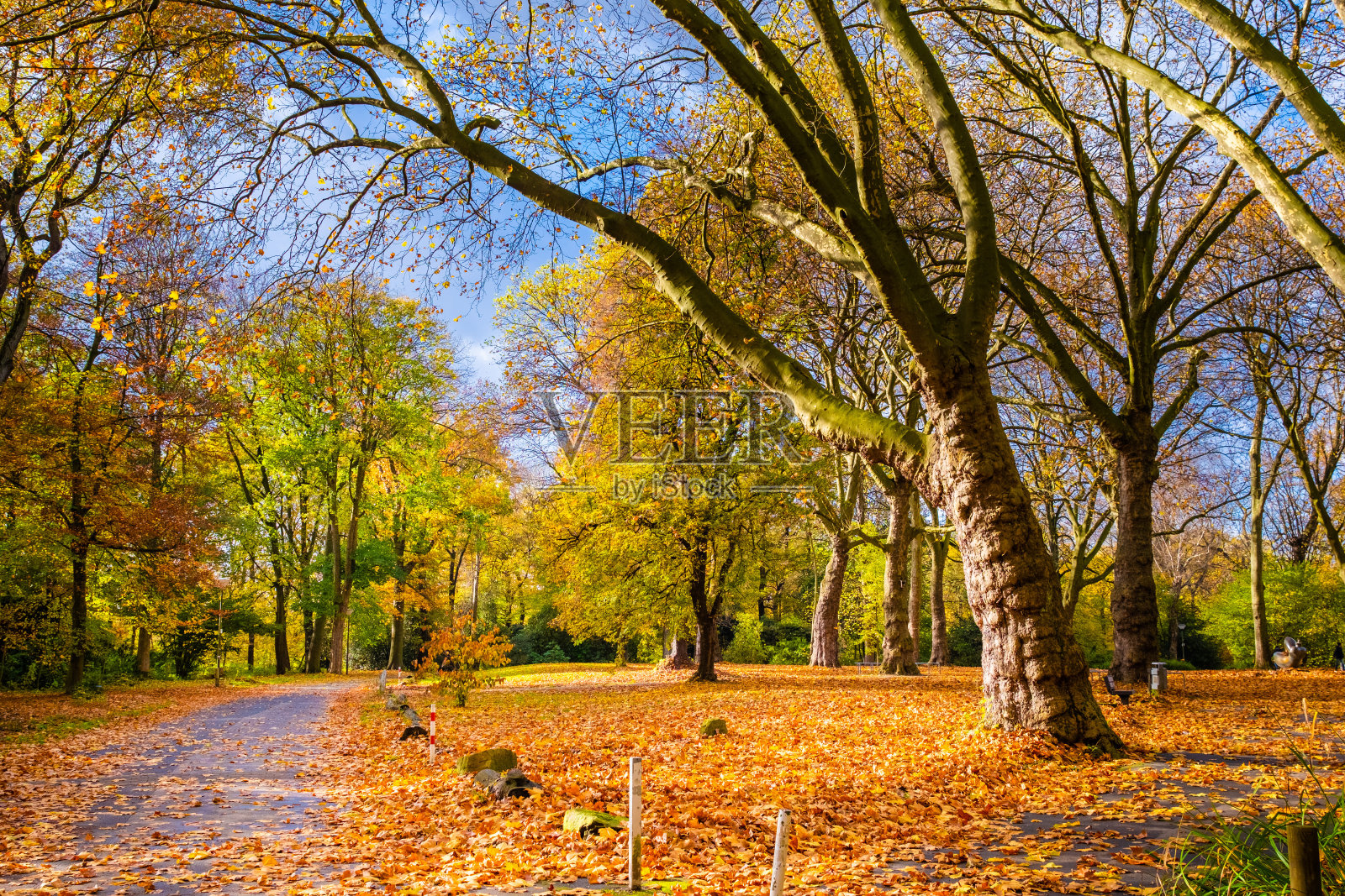 秋天在公园照片摄影图片