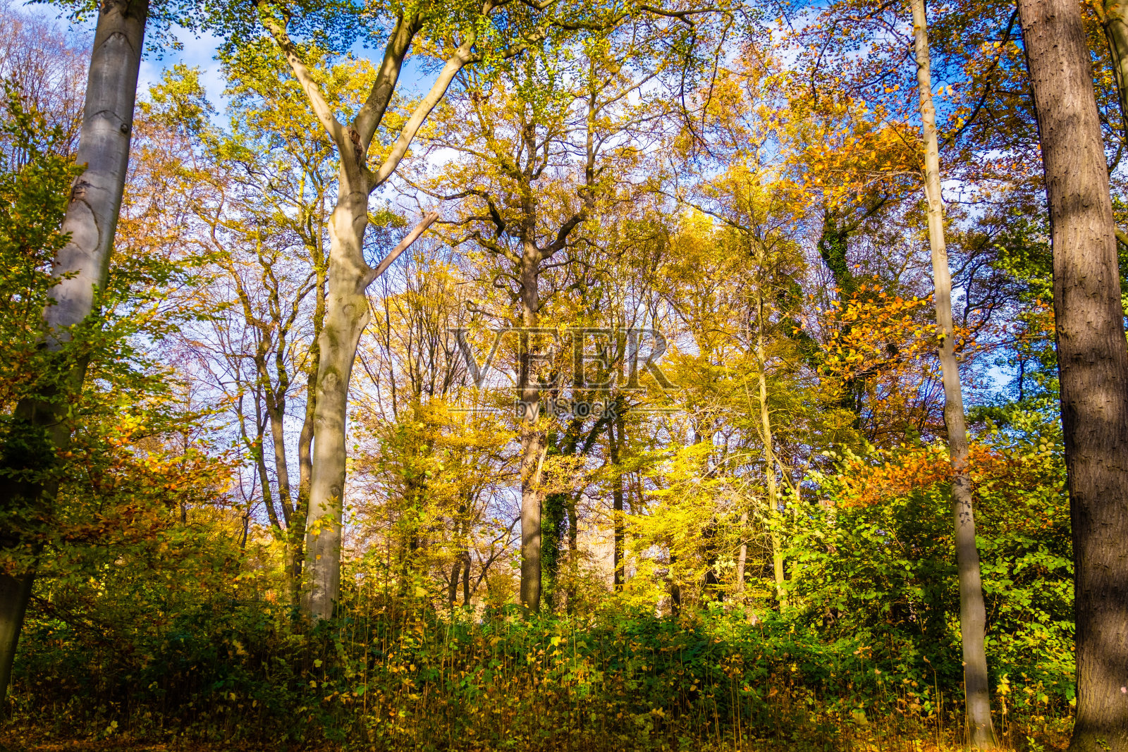 秋天在公园照片摄影图片