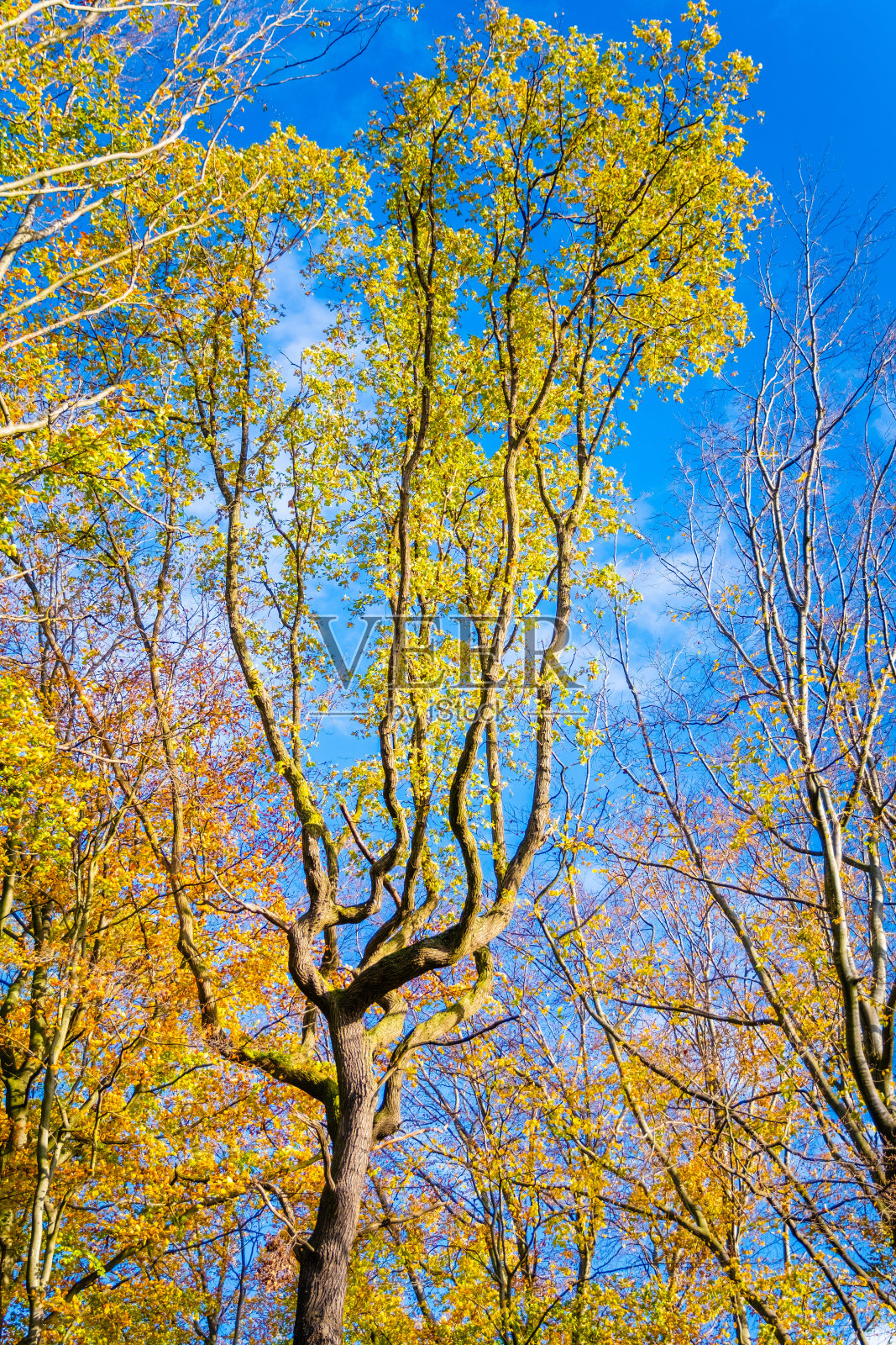 秋天在公园照片摄影图片