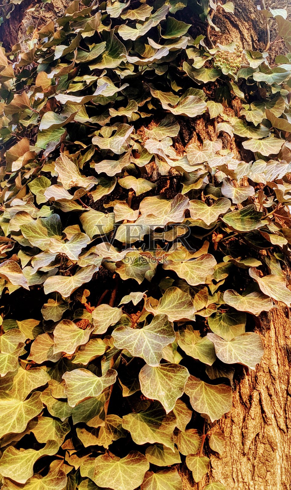 自然照片摄影图片