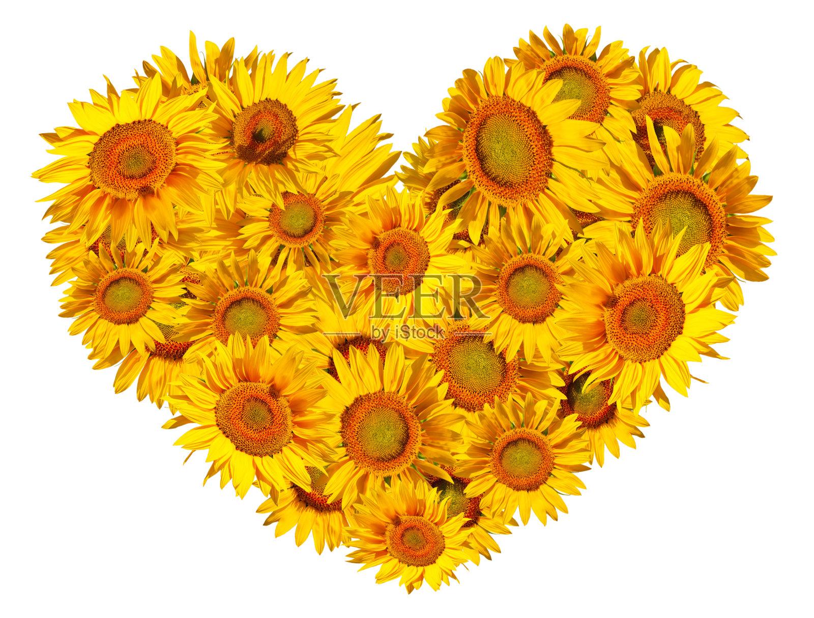 向日葵。别具一格的心，向日葵花孤立在一个白色的背景。照片摄影图片