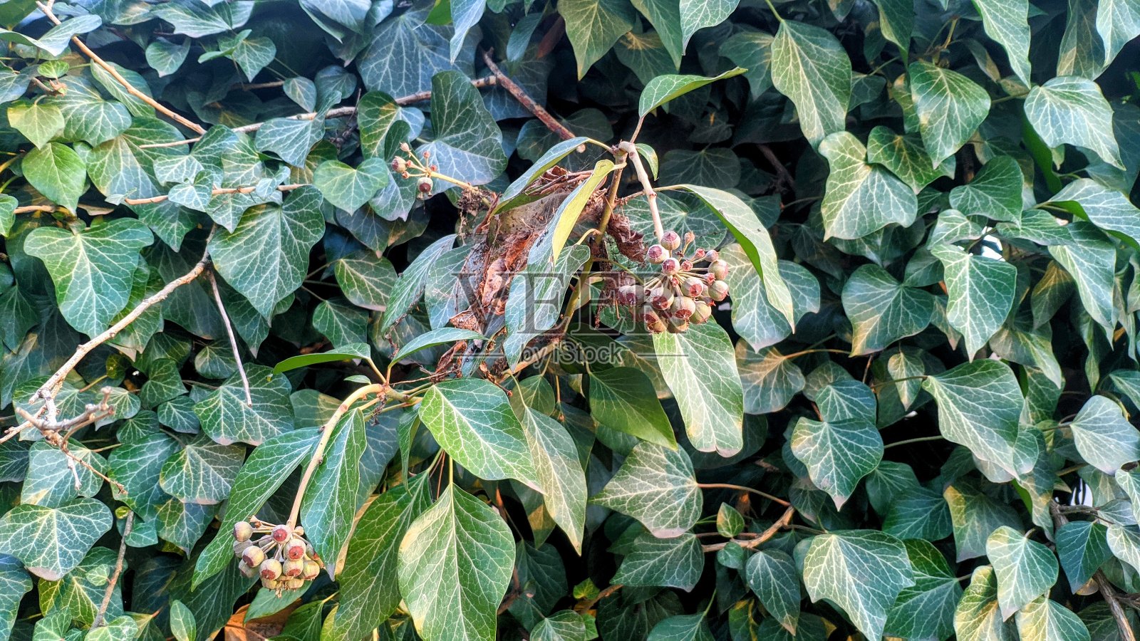 背景照片摄影图片