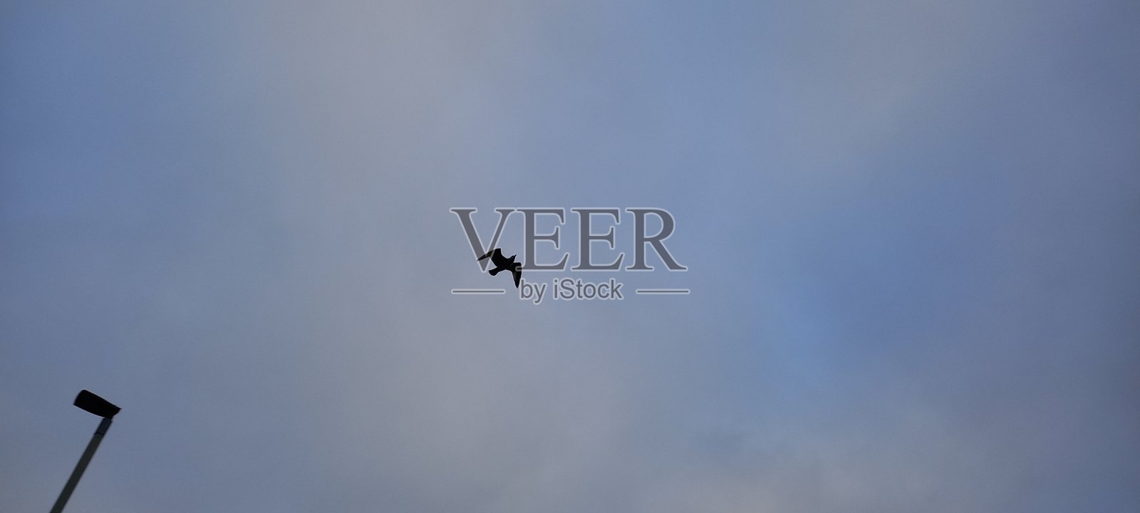 海鸥和路灯照片摄影图片