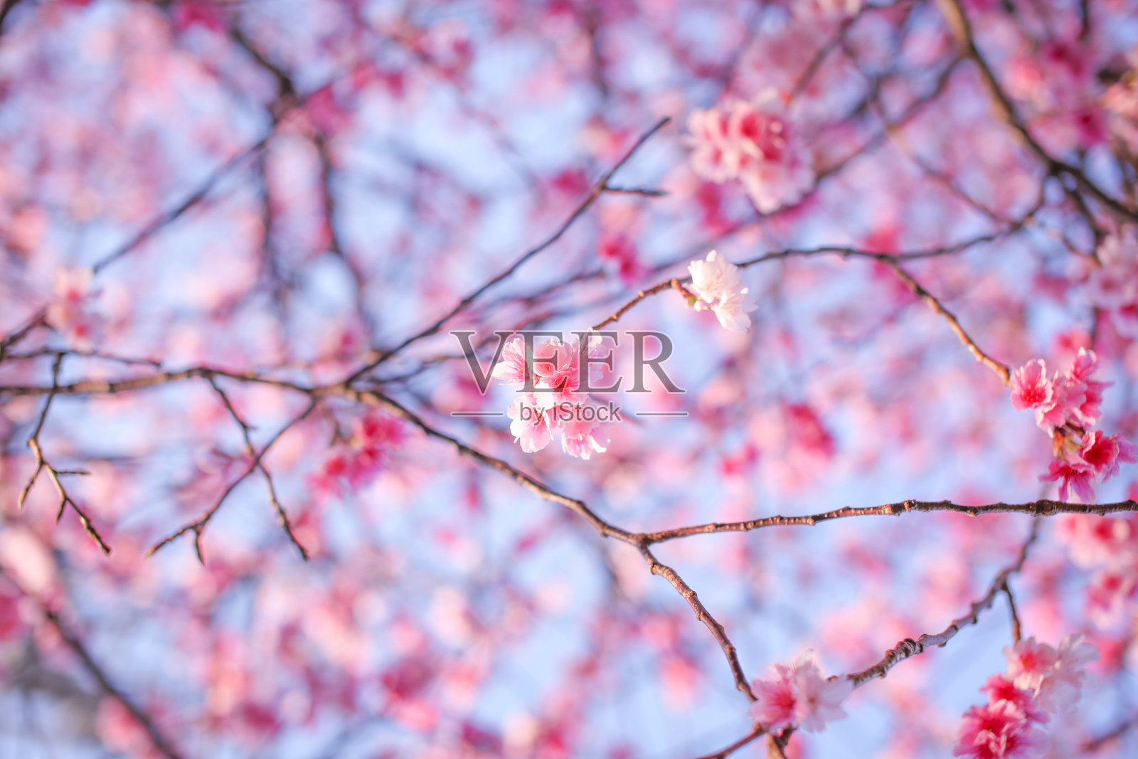 冲绳的樱花照片摄影图片