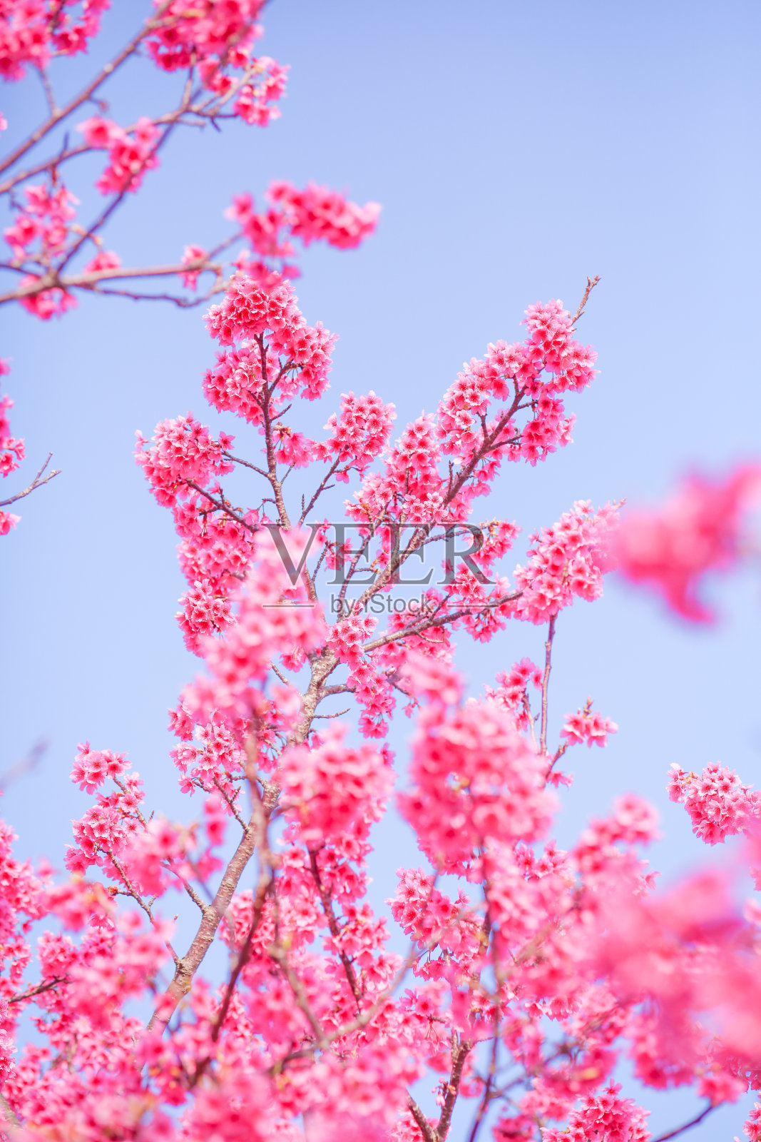 冲绳的樱花照片摄影图片