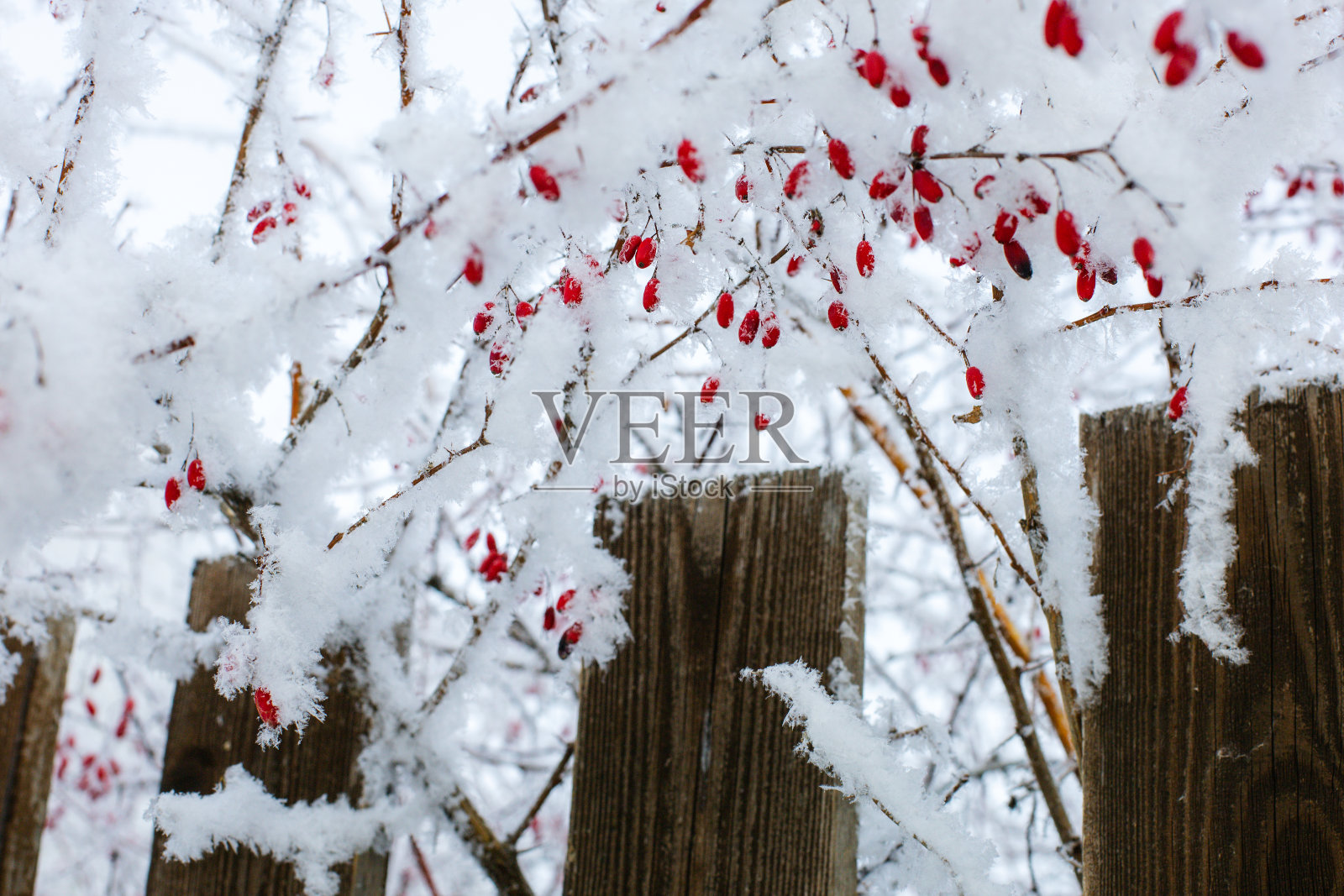 白天长在木栅栏上面的小树枝上，上面覆盖着红色的浆果。副本的空间。可爱的冬天，到处都是雪照片摄影图片
