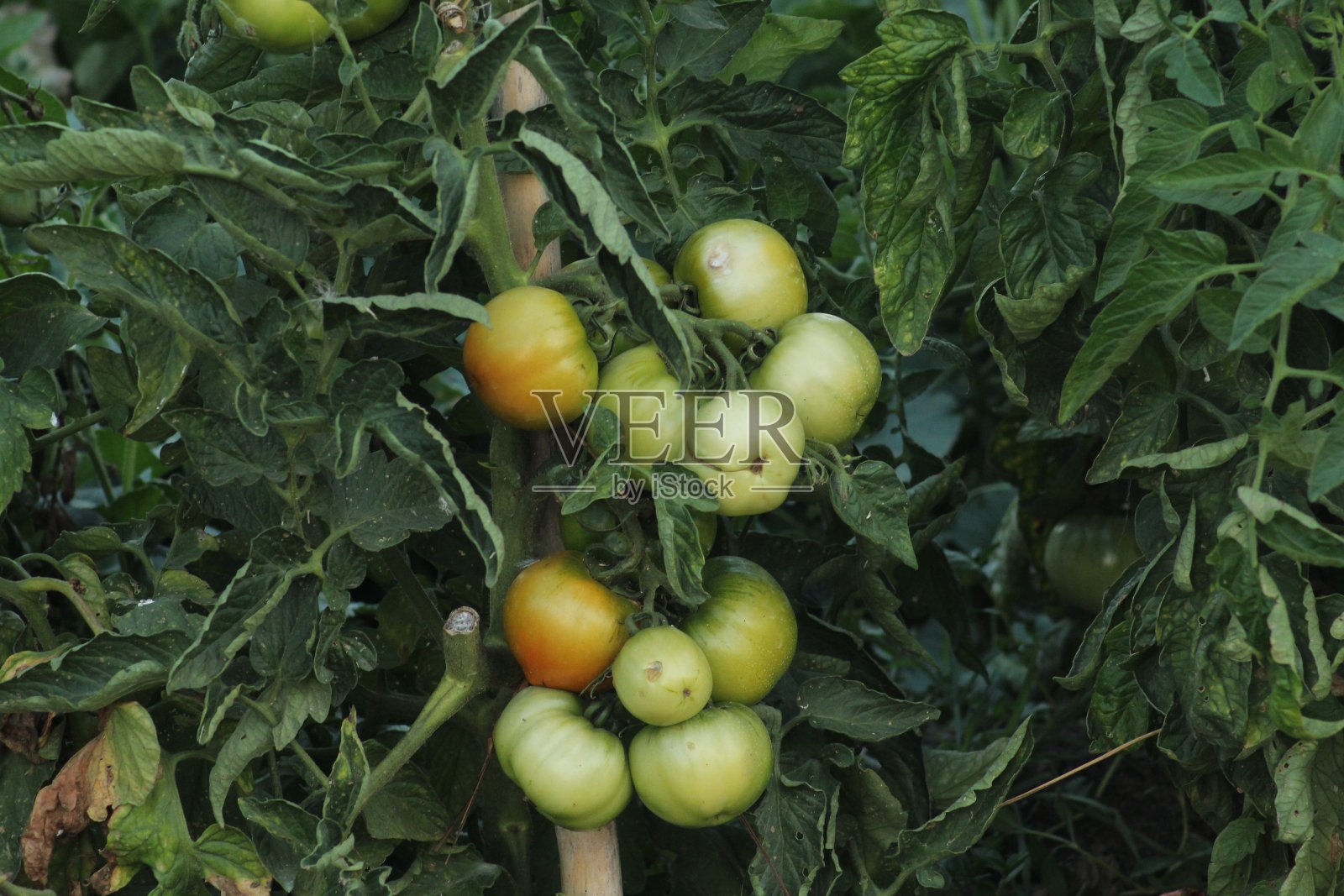 番茄照片摄影图片