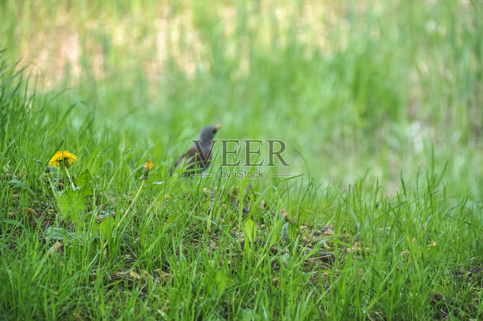 一只嘴起皱的椋鸟站在草地上照片摄影图片