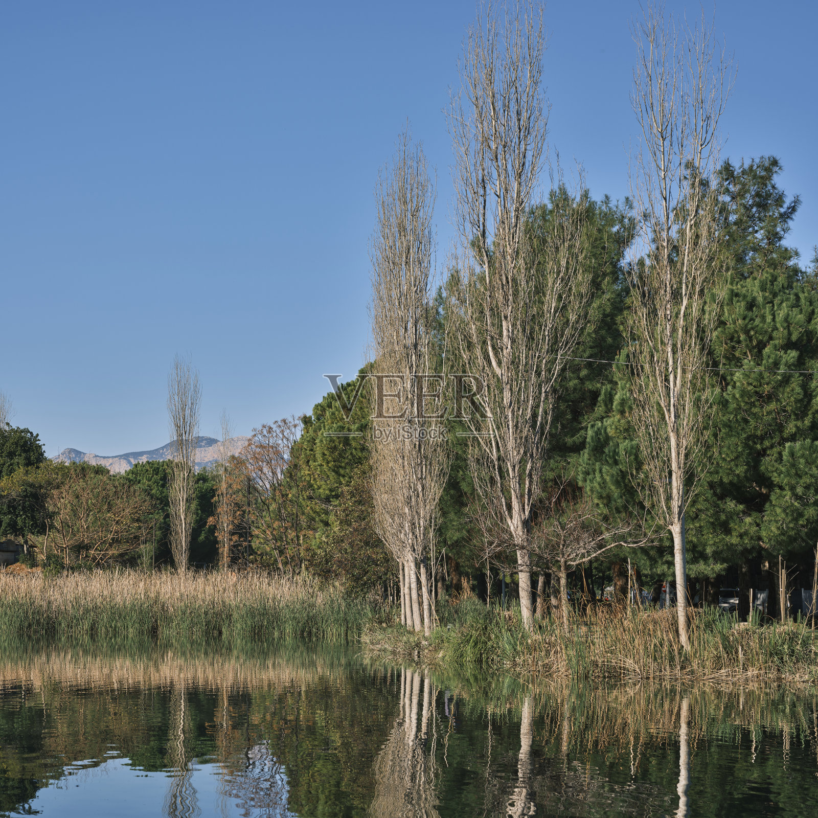 美丽的湖泊和大自然中的树木照片摄影图片