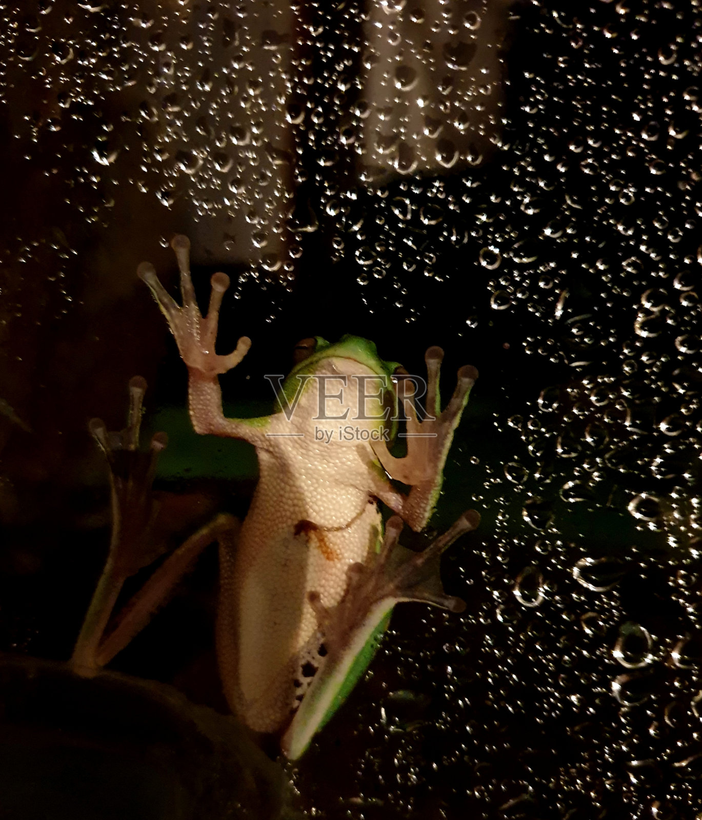 绿色的小青蛙照片摄影图片