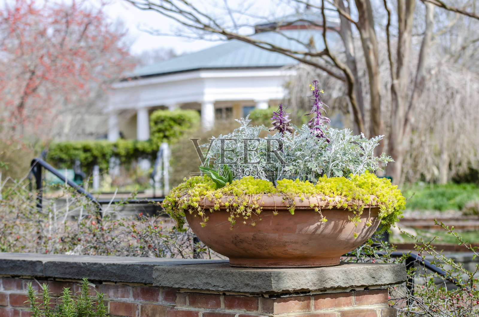 容器园艺与各种早春花卉和花朵照片摄影图片