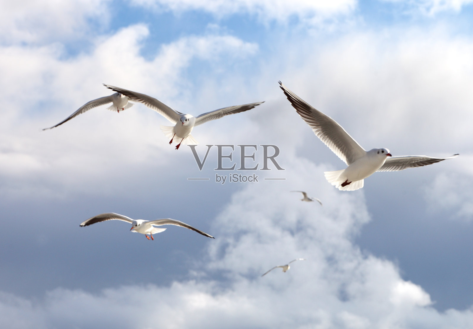 飞翔的海鸥照片摄影图片