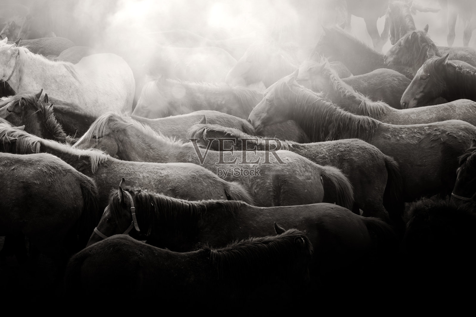 近距离观察一群野马在壮观的山脉景观中奔跑照片摄影图片