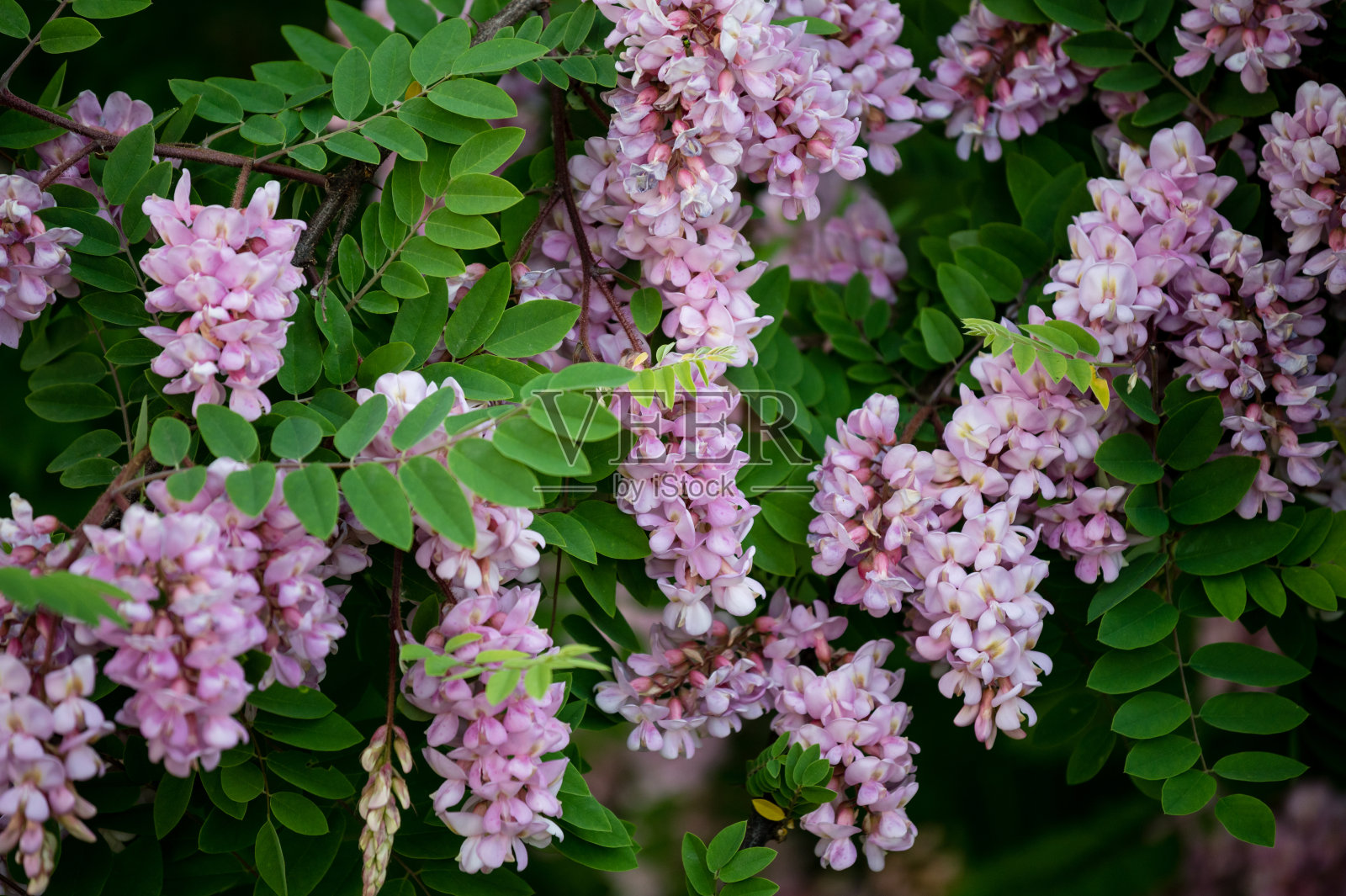 春天开花，粉红色，绿叶的金合欢。照片摄影图片
