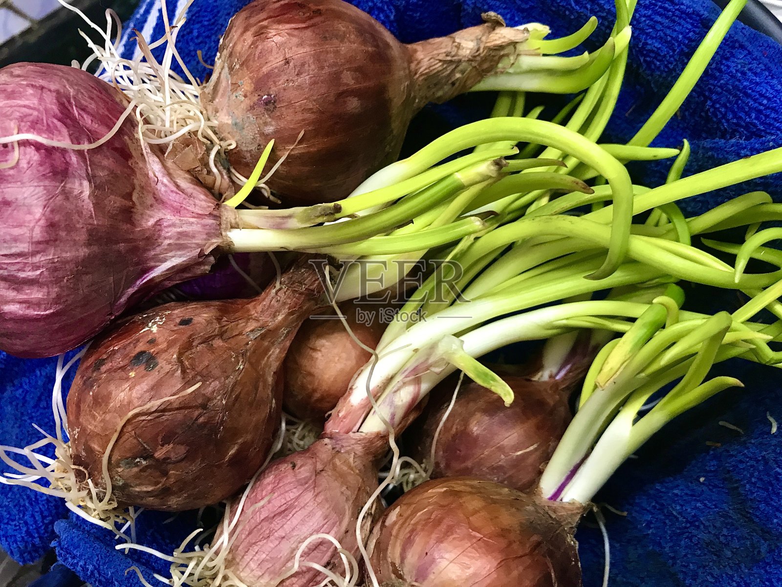 葱芽照片摄影图片