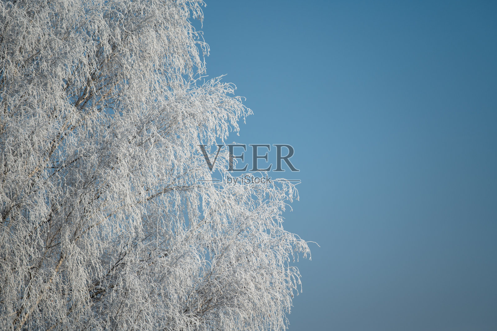 福尔岑树照片摄影图片