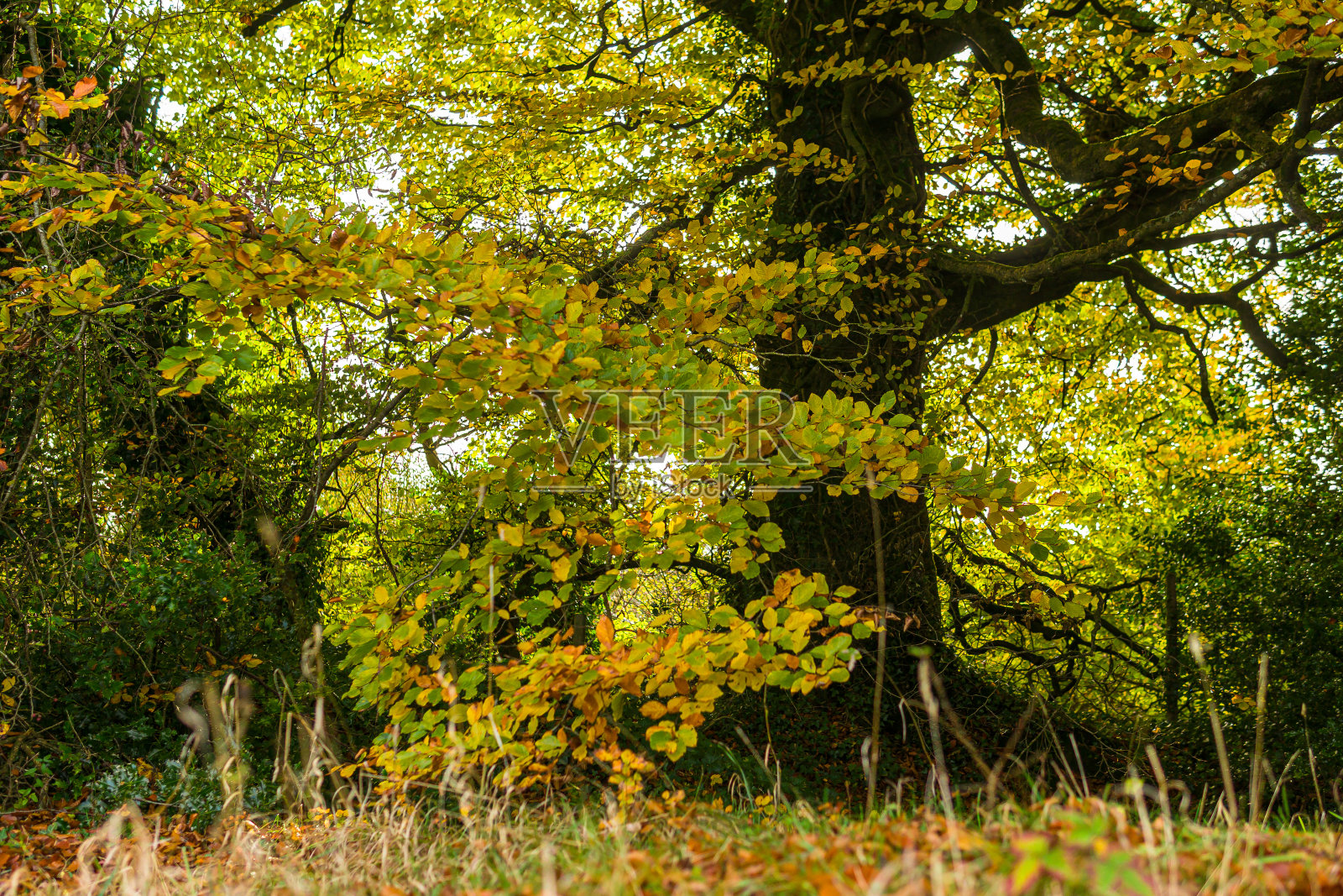 低垂山毛榉秋树落叶照片摄影图片