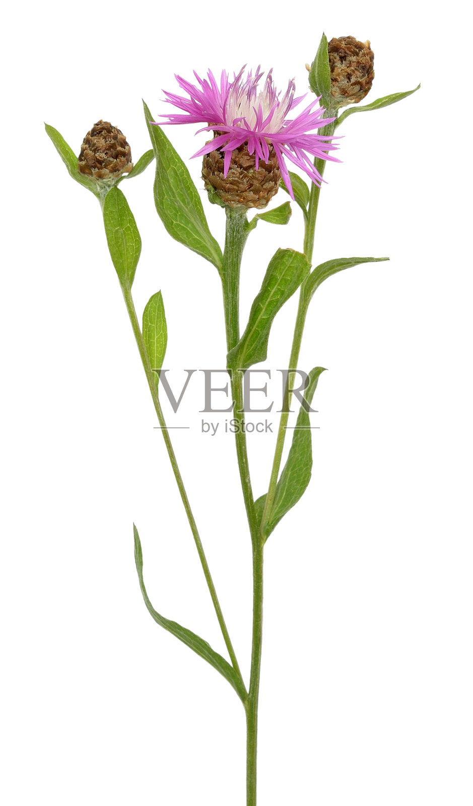 矢车菊(Centaurea jacea)分离照片摄影图片