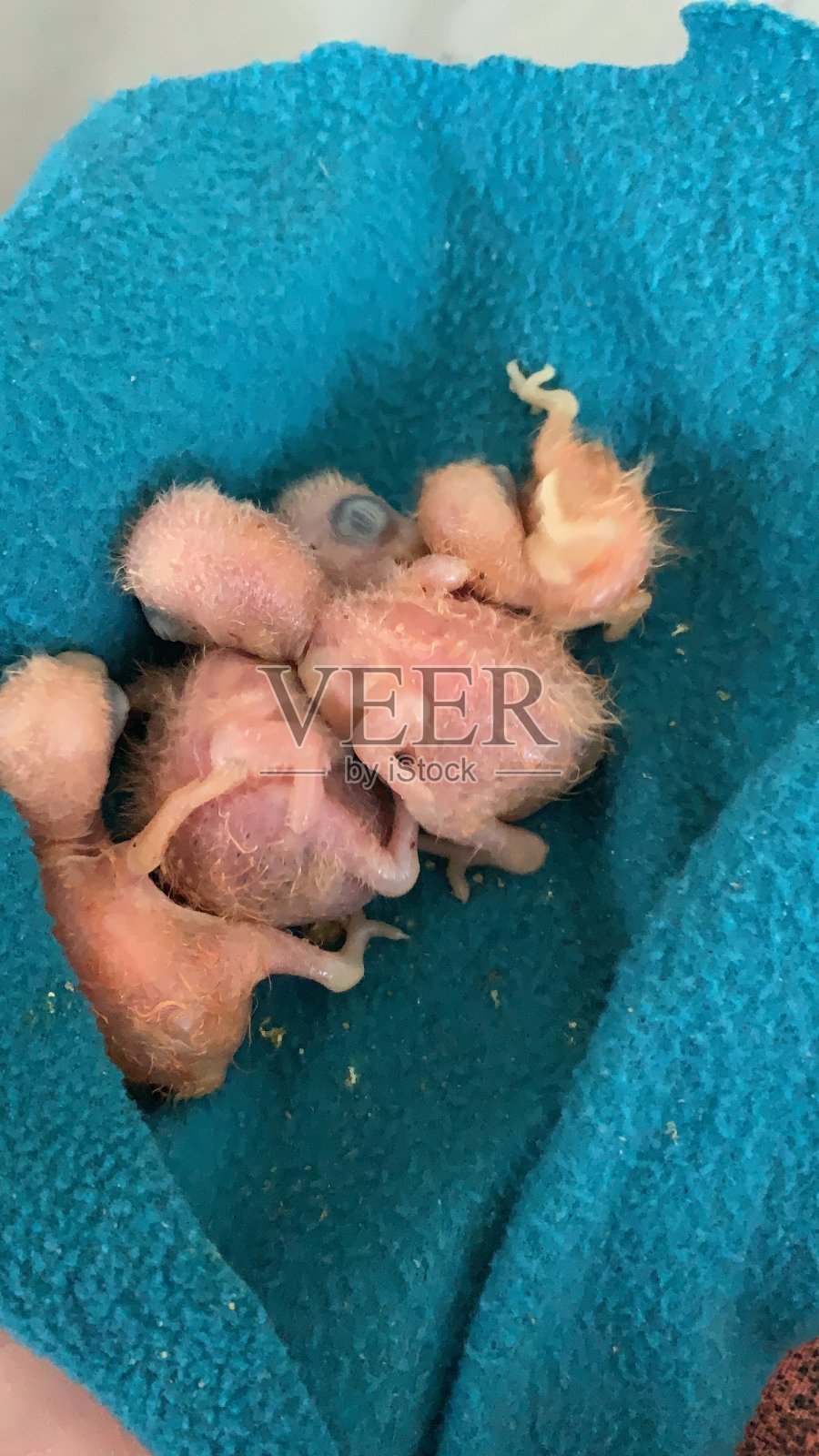 小鸟小孩照片摄影图片