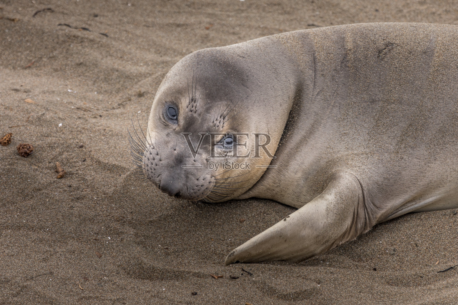 非常可爱的海狮宝宝在海狮角的海滩上，加利福尼亚照片摄影图片