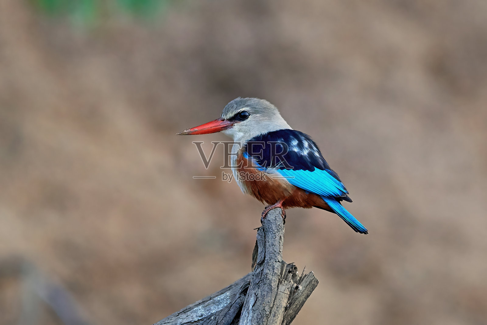 灰头翠鸟(银头翡翠)照片摄影图片