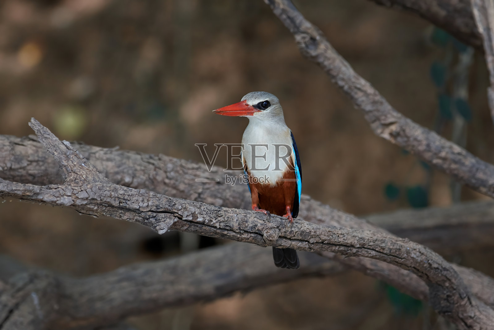 灰头翠鸟(银头翡翠)照片摄影图片