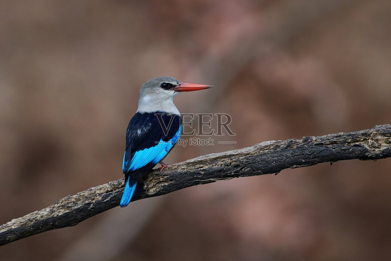 灰头翠鸟(银头翡翠)照片摄影图片