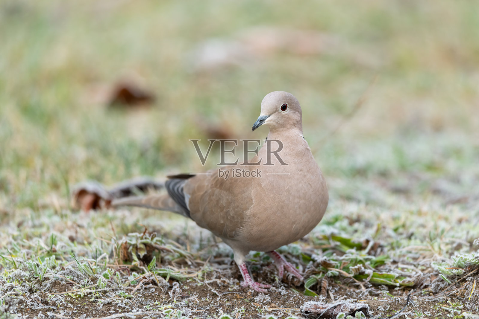 冬天寒冷的早晨，一只欧亚白鸽在草地上散步照片摄影图片