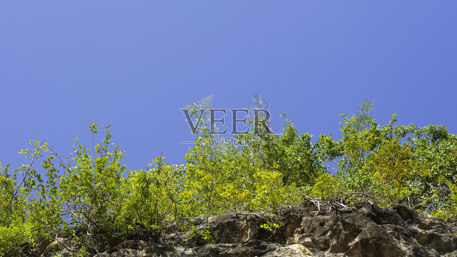 悬崖上的一棵碧空绿树照片摄影图片