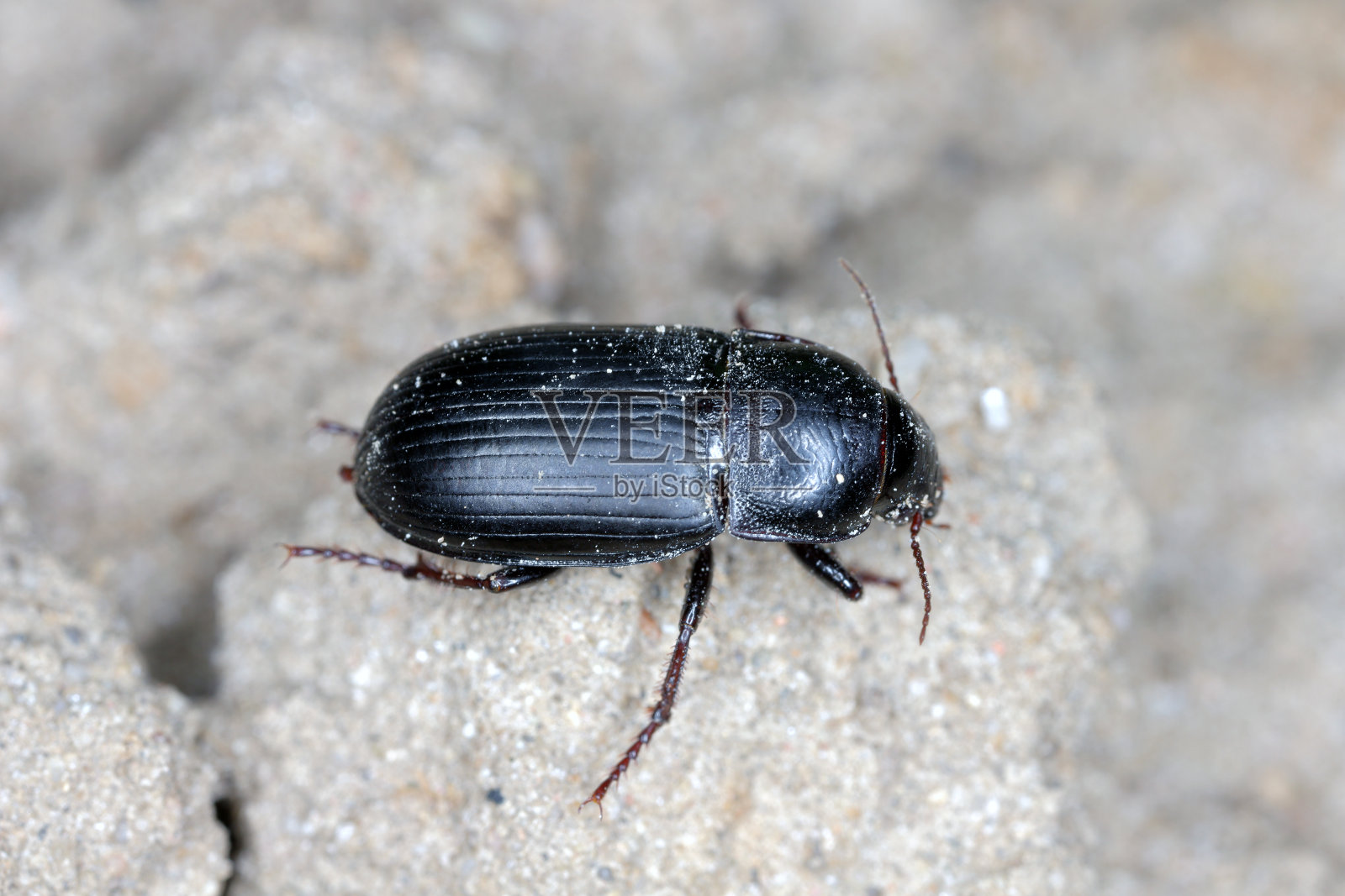 在谷物种植的土壤上爬行的面包粒甲虫。照片摄影图片