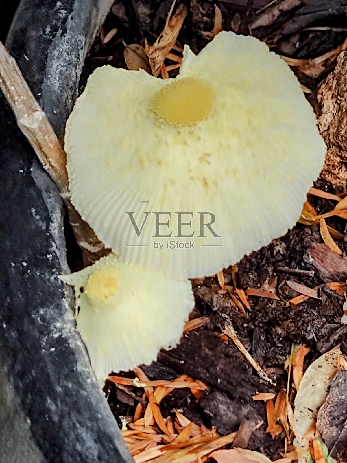 蘑菇照片摄影图片