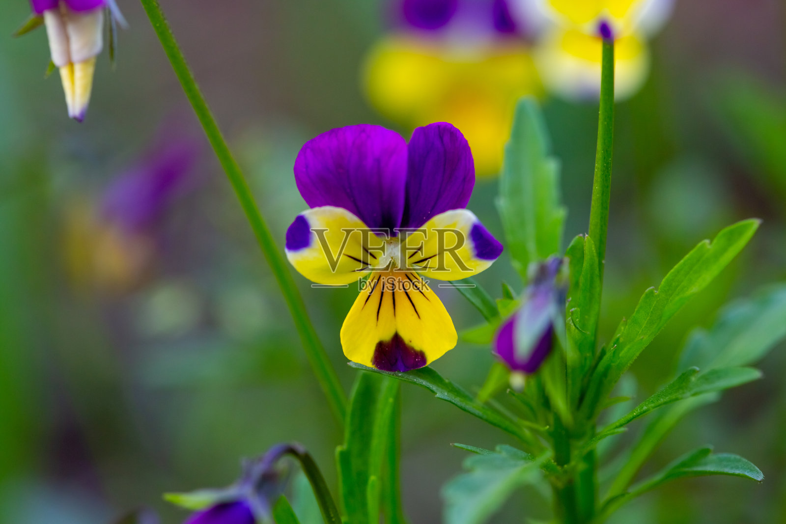 彩色三色堇在春天花园里与模糊的背景特写照片摄影图片