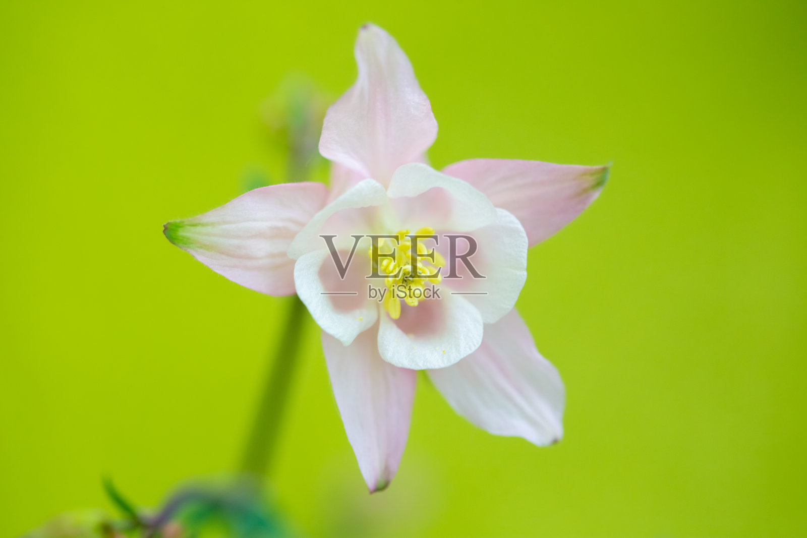 美丽的粉色耧斗菜在花园里绽放。照片摄影图片