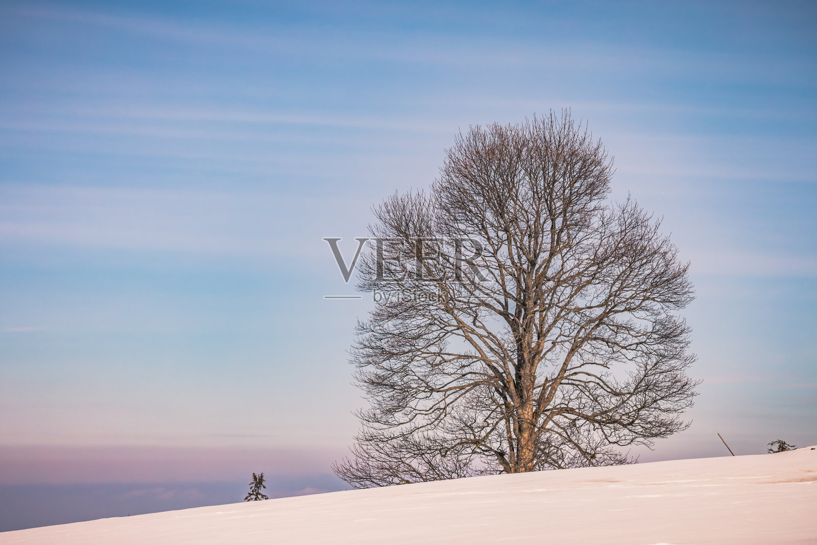 冬天里孤独的树照片摄影图片
