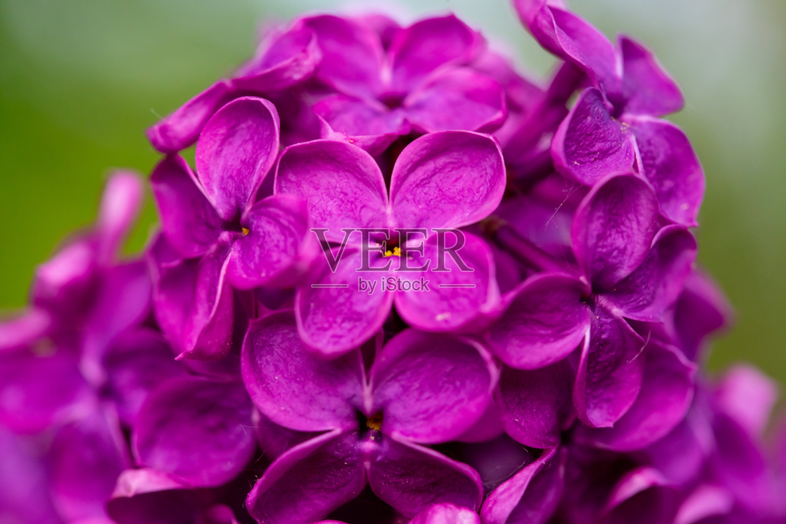 灌木丛中紫丁香的特写镜头照片摄影图片